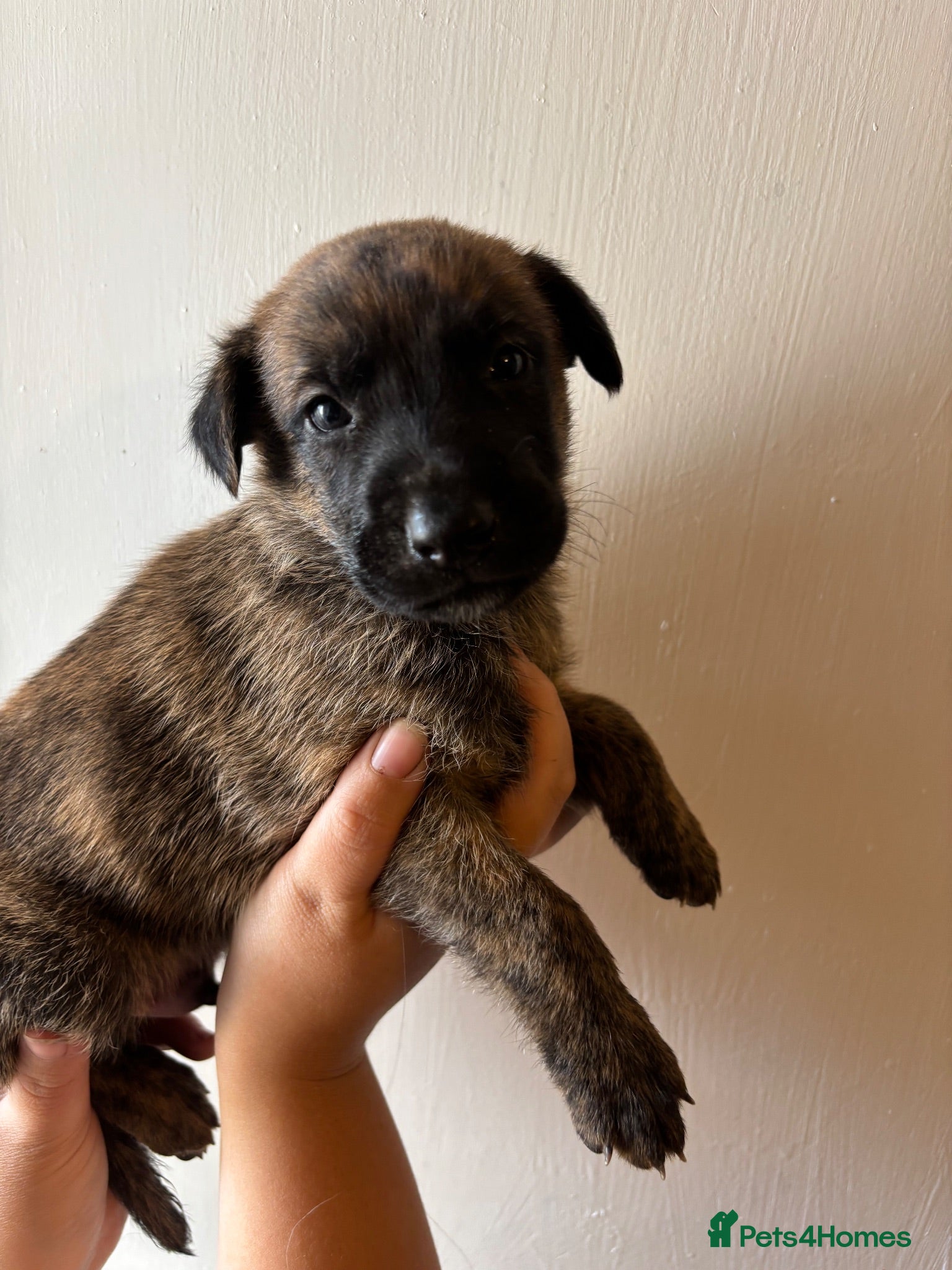 German Shepherd dogs Dutch X German Shepherd pups - Advert 18
