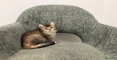 British Longhair cats - Advert 10