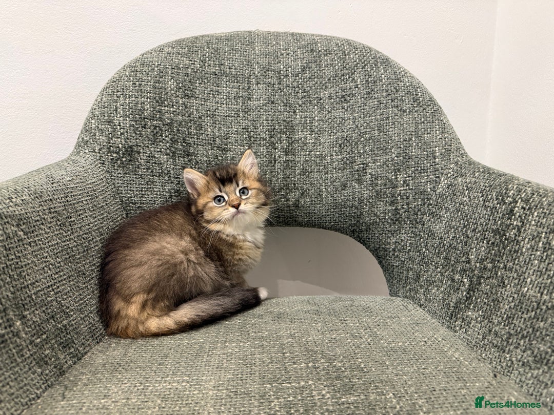 British Longhair cats for sale: 3/4 British longhair kittens - Image 2