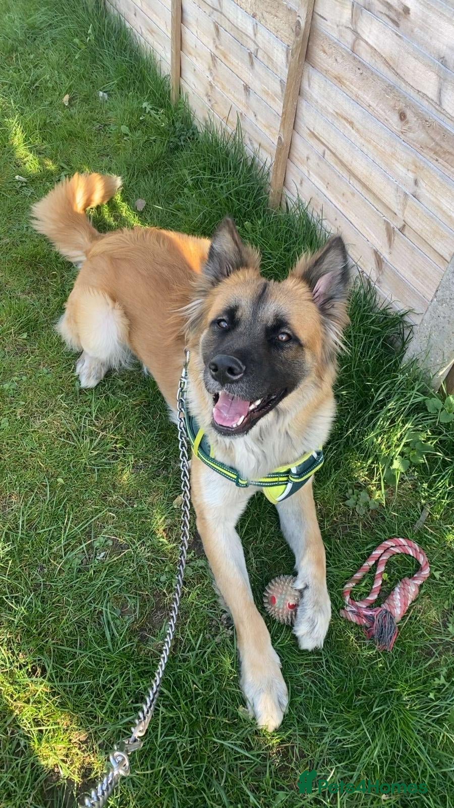 Mixed Breed dogs German Shepherd cross Akita  - Advert 1