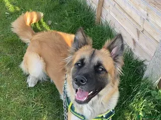 Mixed Breed dogs German Shepherd cross Akita - Advert 1