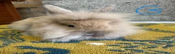 Lionhead rabbits for sale: Beautiful Lionhead Rabbits For Sale  - Advert 7