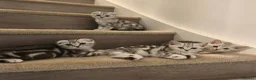 Scottish Fold cats for sale: Last Scottish Straight Silver Tabby Boy Available - Advert 23
