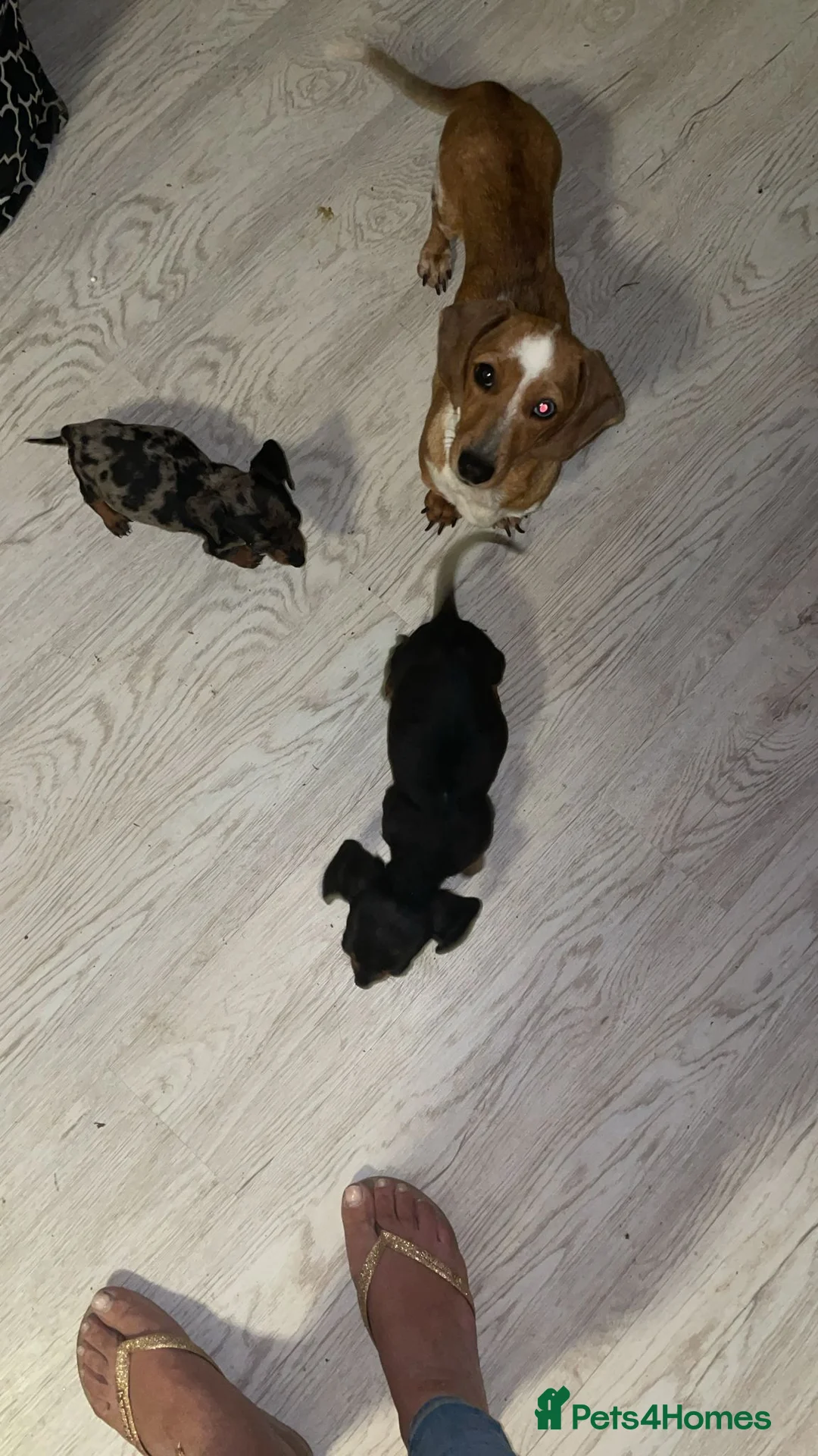 Miniature Dachshund dogs for sale: Stunning Litter of Miniature Dachshund Puppies in Coventry - Advert 5