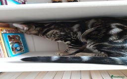 Savannah cats for sale: Full Pedigree TICA Reg Marbled Savannah Boy Kitten - Image 21