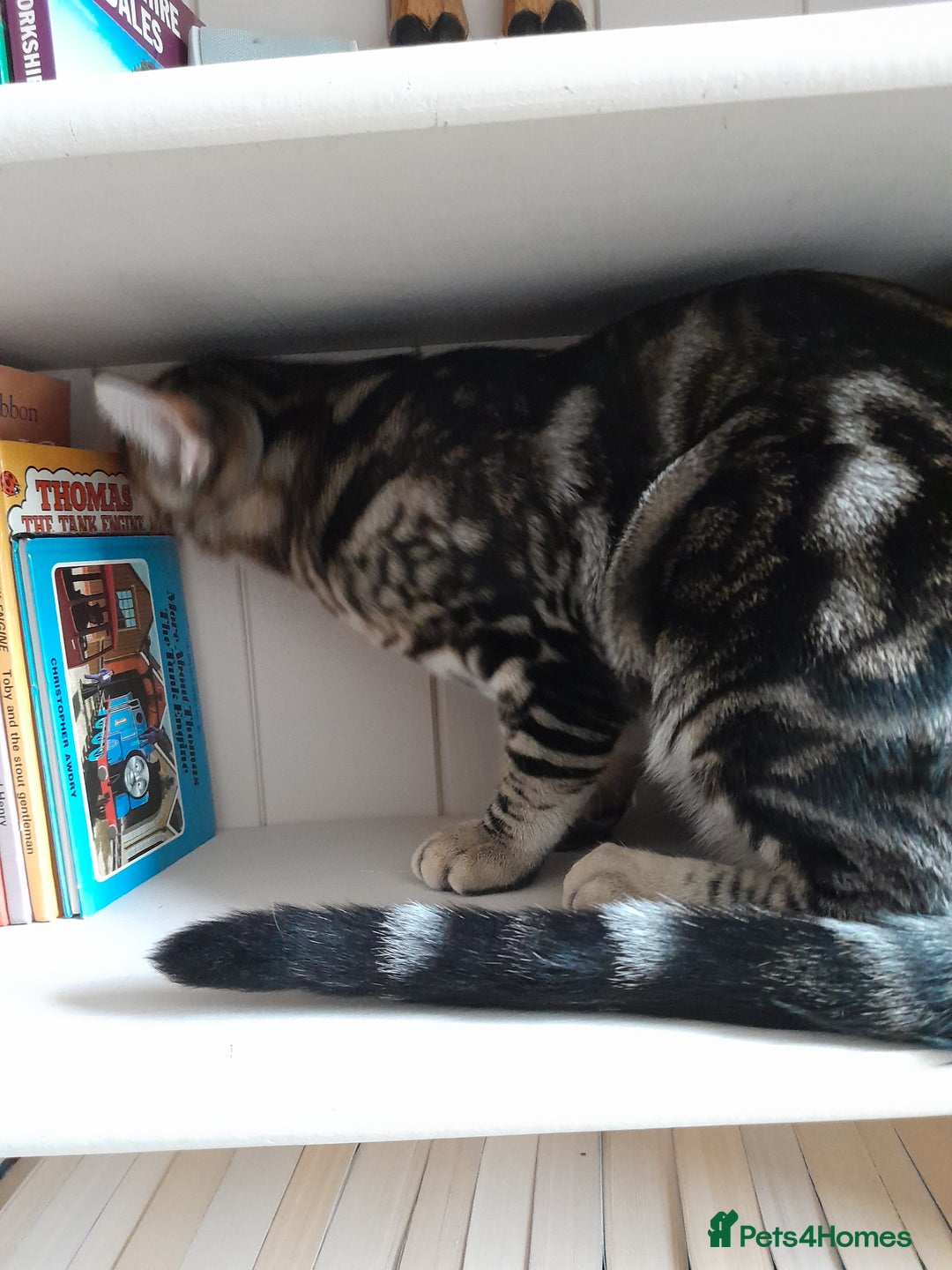 Savannah cats for sale: Full Pedigree TICA Reg Marbled Savannah Boy Kitten - Image 21