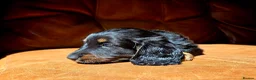 Miniature Dachshund dogs for sale: Stunning Longhaired Mini Dachshund Boys.  - Advert 11