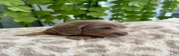 Dachshund dogs for sale: Beautiful Dachshund Puppies  - Advert 6
