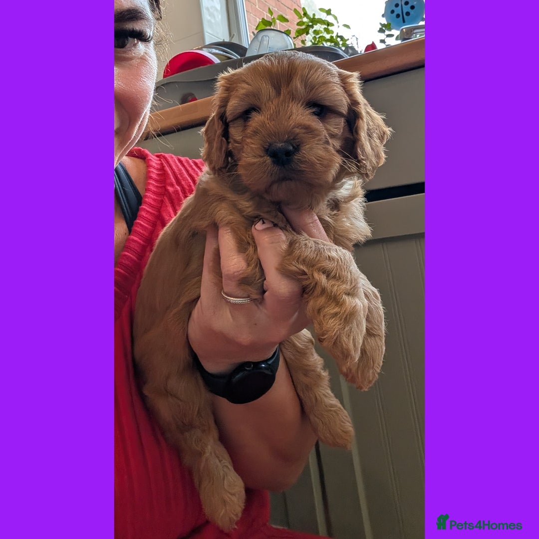 Cockapoo dogs for sale: 1 x Beautiful Red Cockerpoo Pup For Sale - Image 9