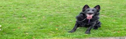 German Shepherd dogs for adoption: Black German shepherd  - Advert 6