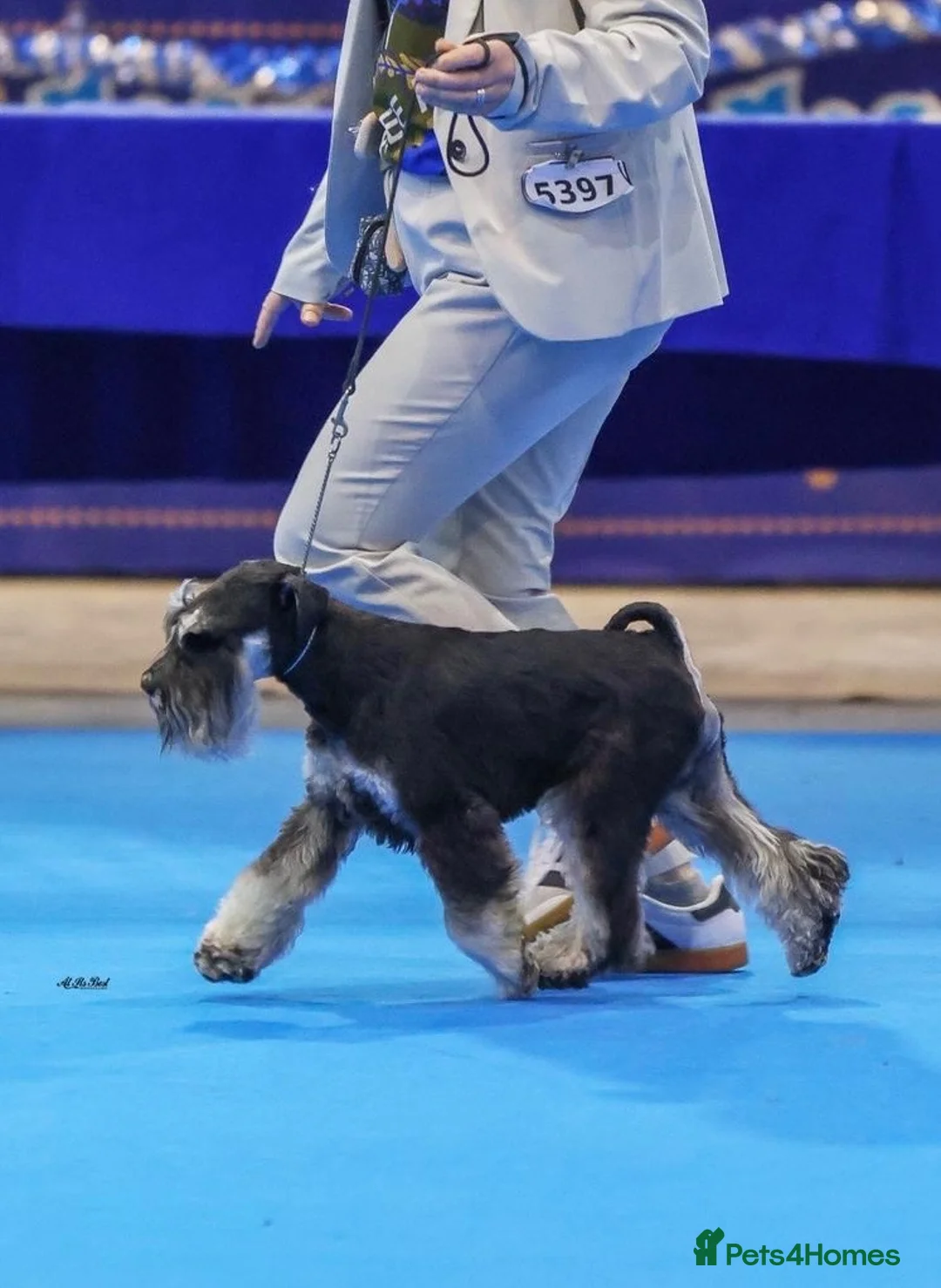 Miniature Schnauzer dogs for sale: Stunning KC mini schnauzer pups for sale - Advert 2