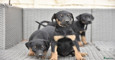 Mixed Breed dogs - Advert 4