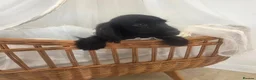 Cocker Spaniel dogs for sale: Golden and Black working type cocker spaniels - Advert 13