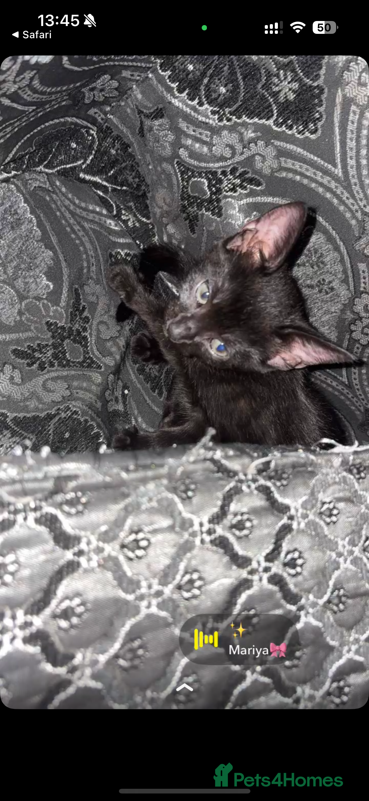 Bombay cats My cats  - Advert 8