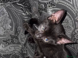 Bombay cats - Advert 3