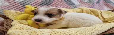 Jack Russell Puppy 5