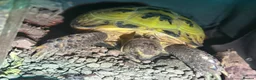Tortoise reptiles for sale: Terry  in Ormskirk - Advert 1
