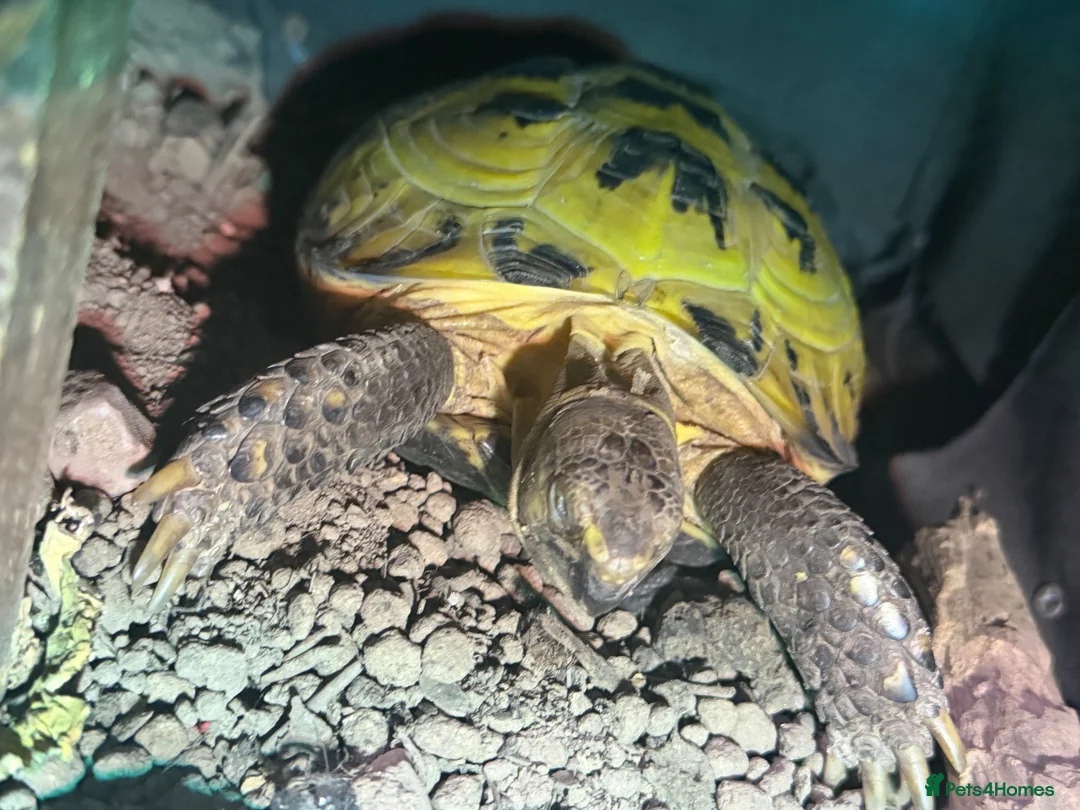 Tortoise reptiles for sale: Terry  in Ormskirk - Advert 1