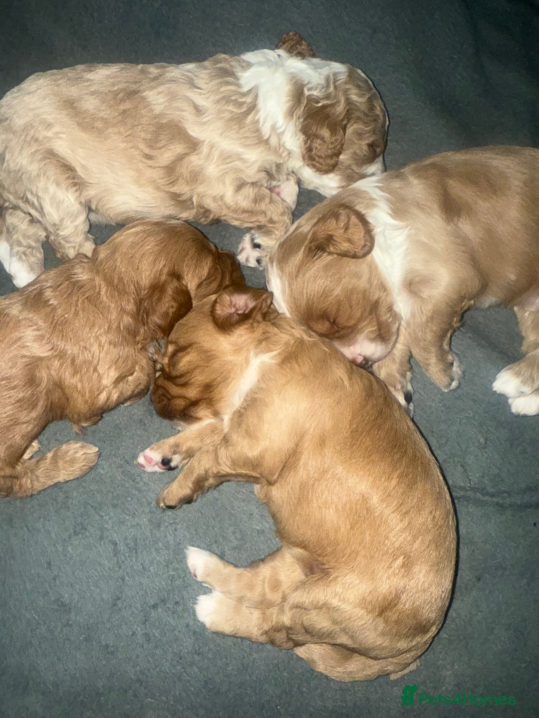 Cockapoo dogs for sale: Stunning babies ready for new homes - Advert 13