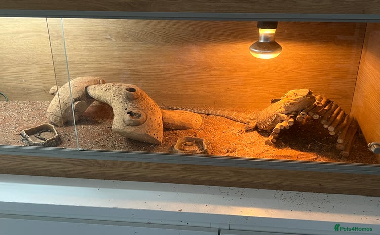 Bearded Dragon reptiles - Advert 2