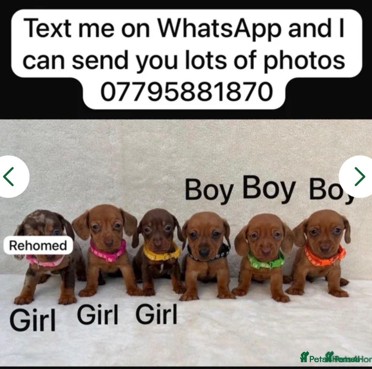 Miniature Dachshund dogs Dachshund puppies 1 Boy left first 7 photos  - Advert 2