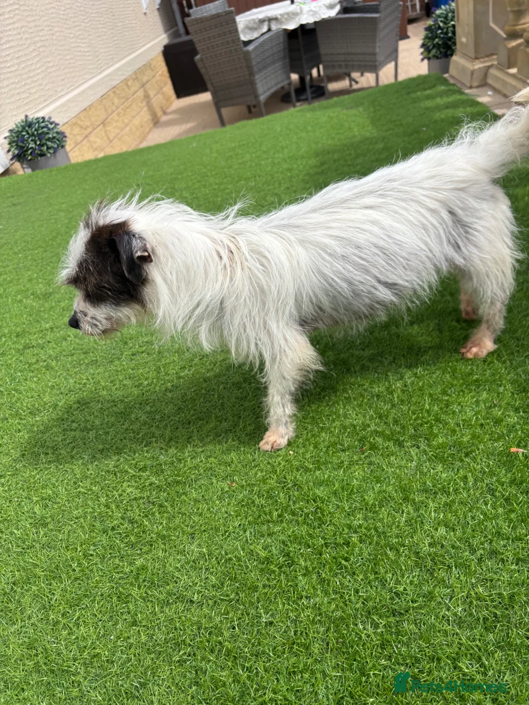 Jack Russell dogs for sale: Short legged Jack russels - Advert 2
