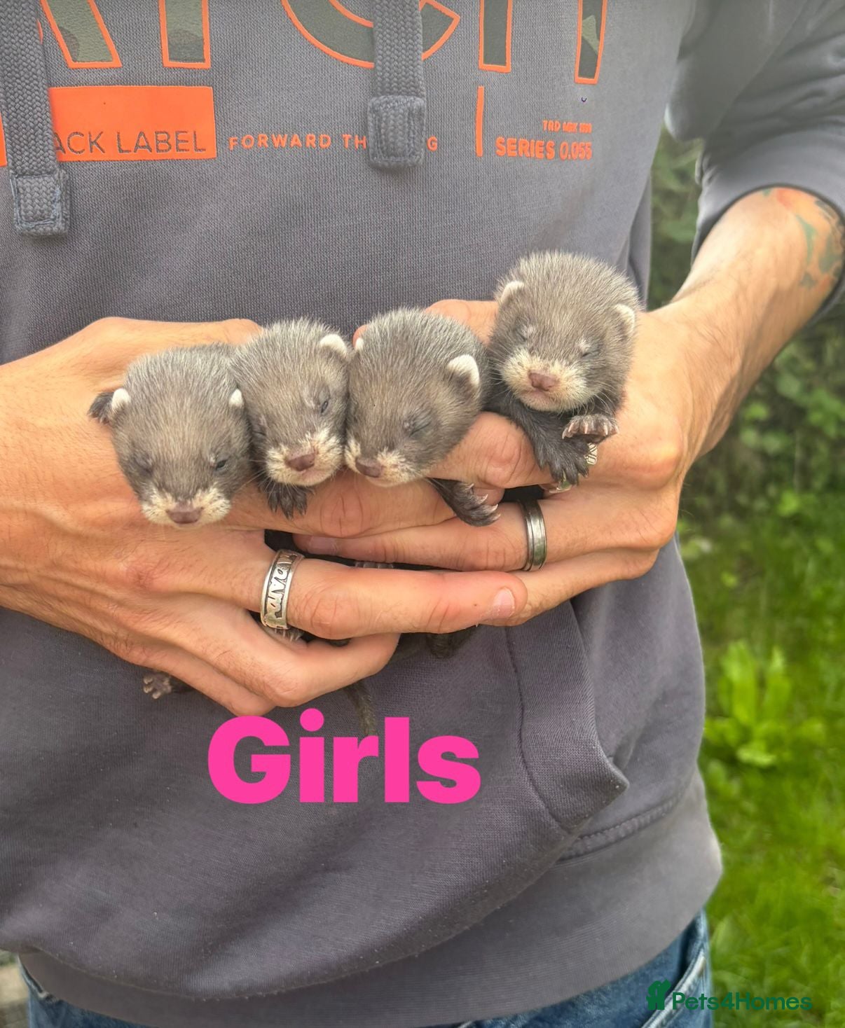 Ferret rodents Baby ferrets  - Advert 15