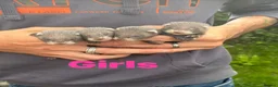 Ferret rodents for sale: Baby ferrets  - Advert 5