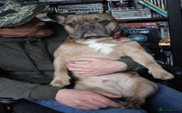 French Bulldog dogs for sale: Rubble - Image 2
