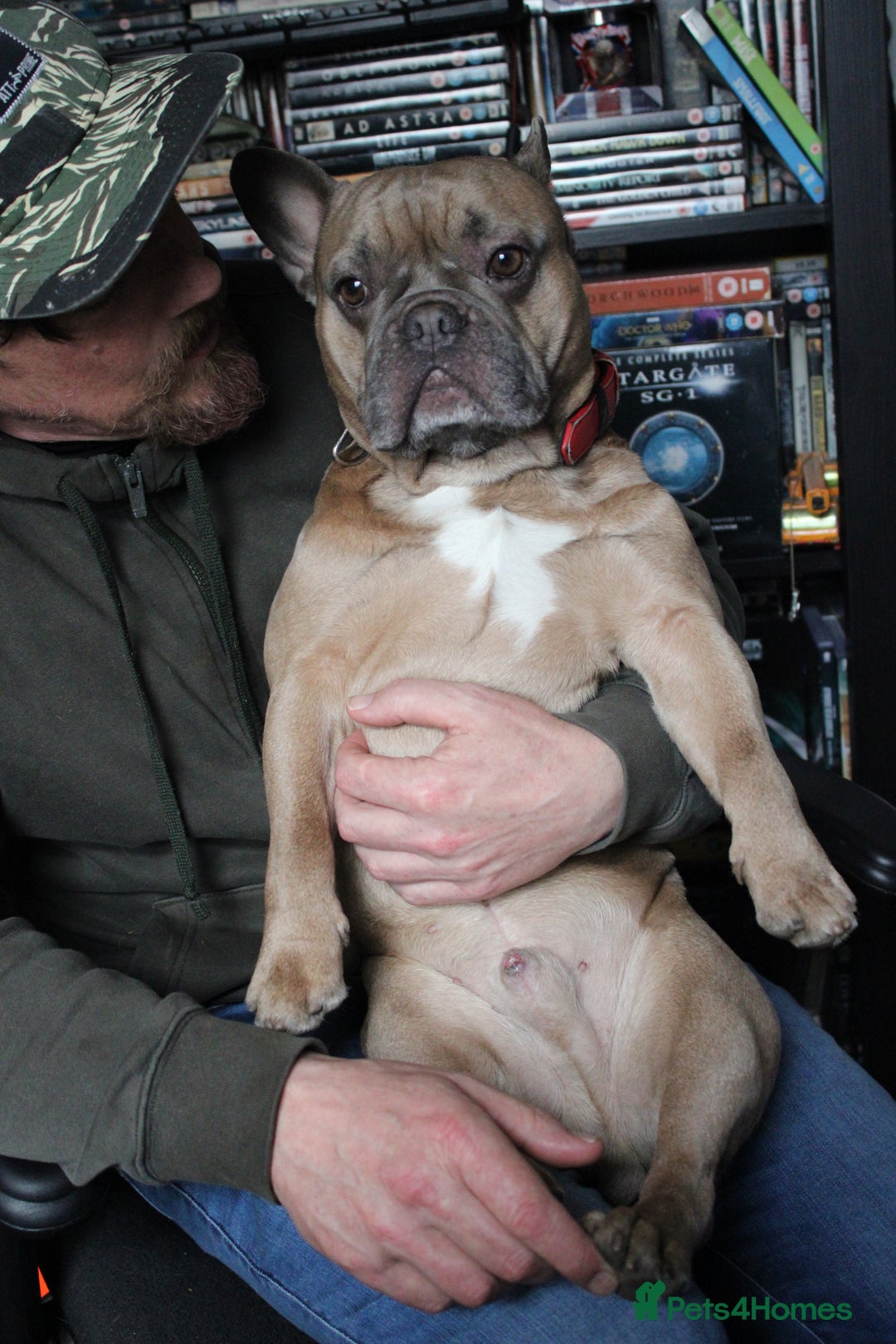 French Bulldog dogs for sale: Rubble - Image 2