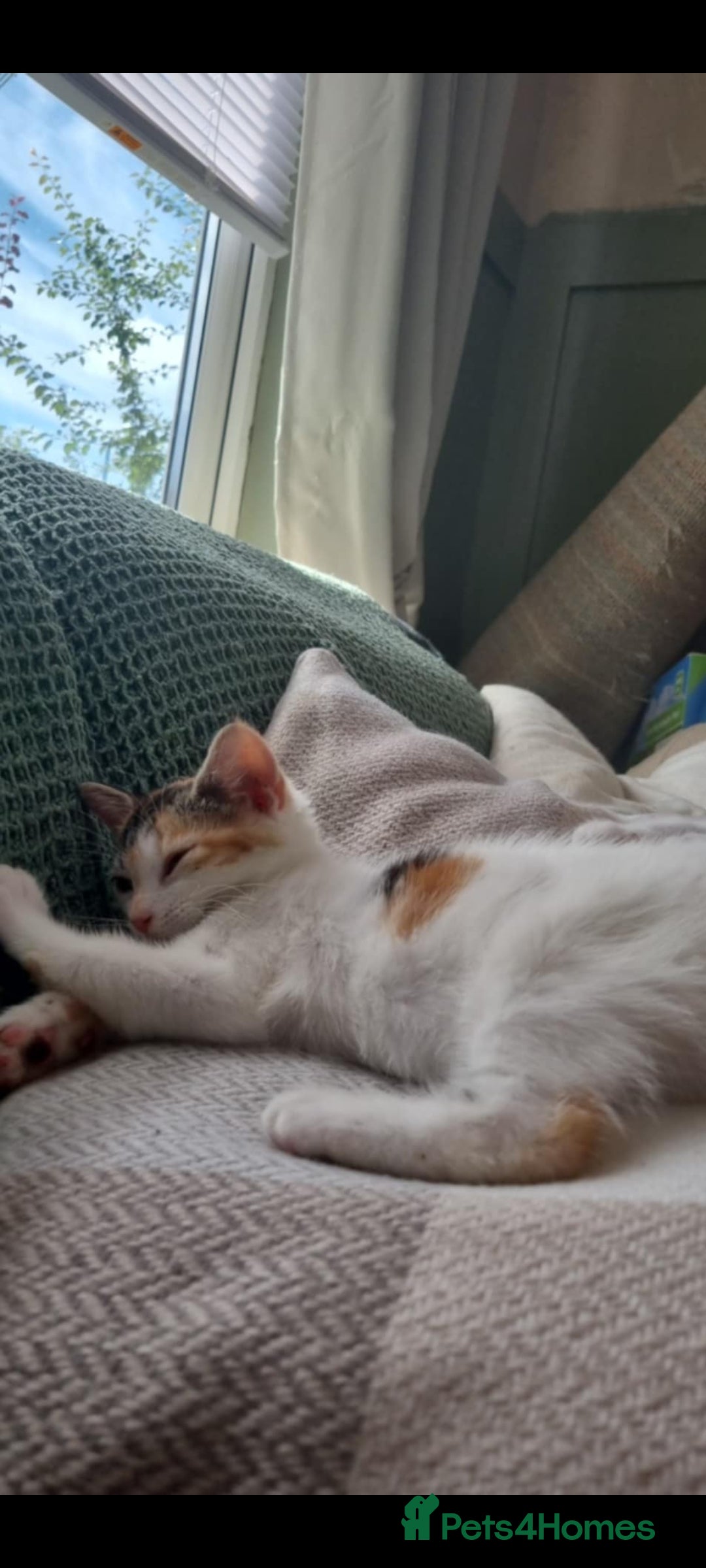 Mixed Breed cats for sale: Pika & pumkin - Image 8