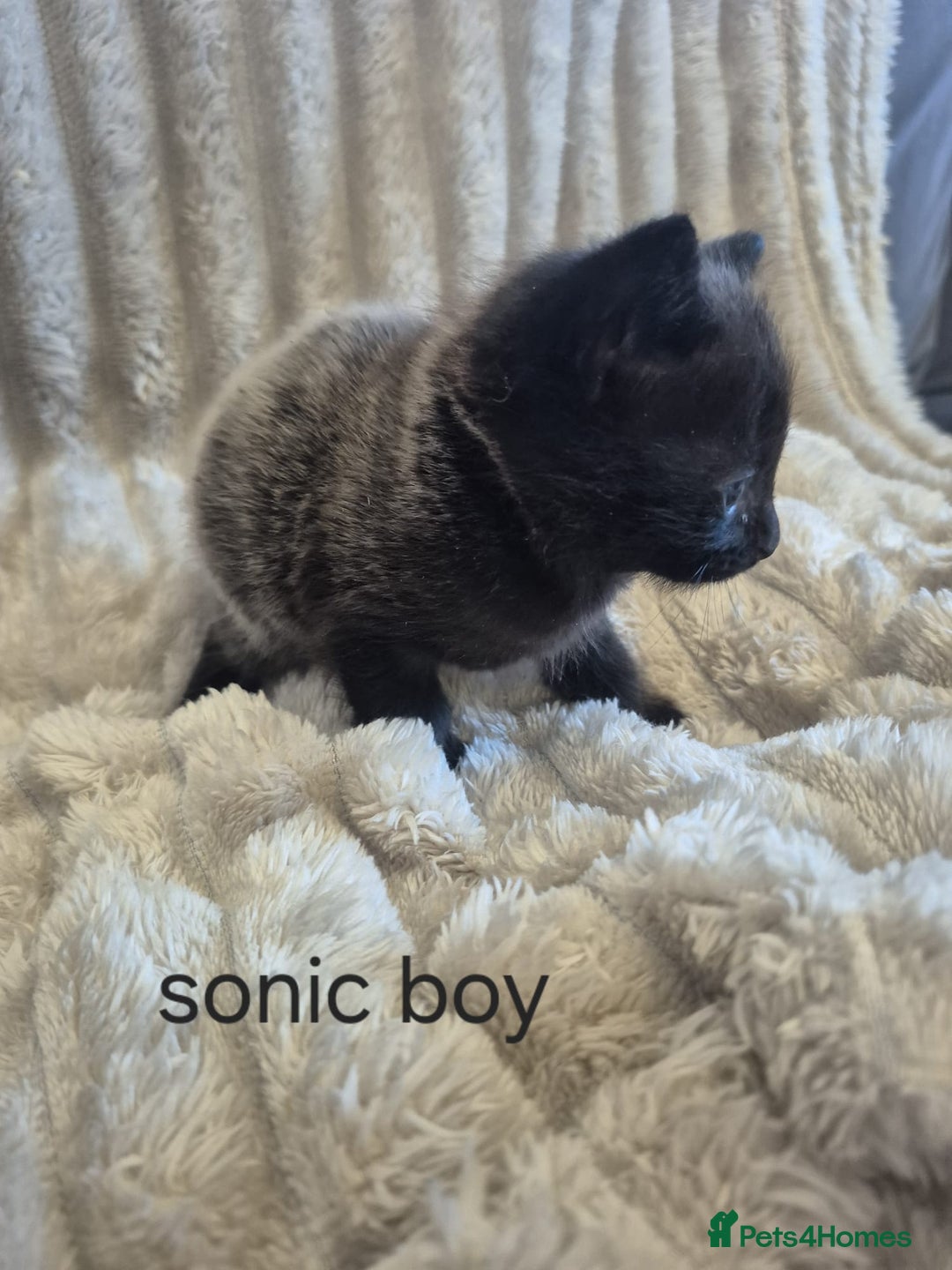 Mixed Breed cats for sale: Unusual litter for sale. 3 LEFT - Advert 8