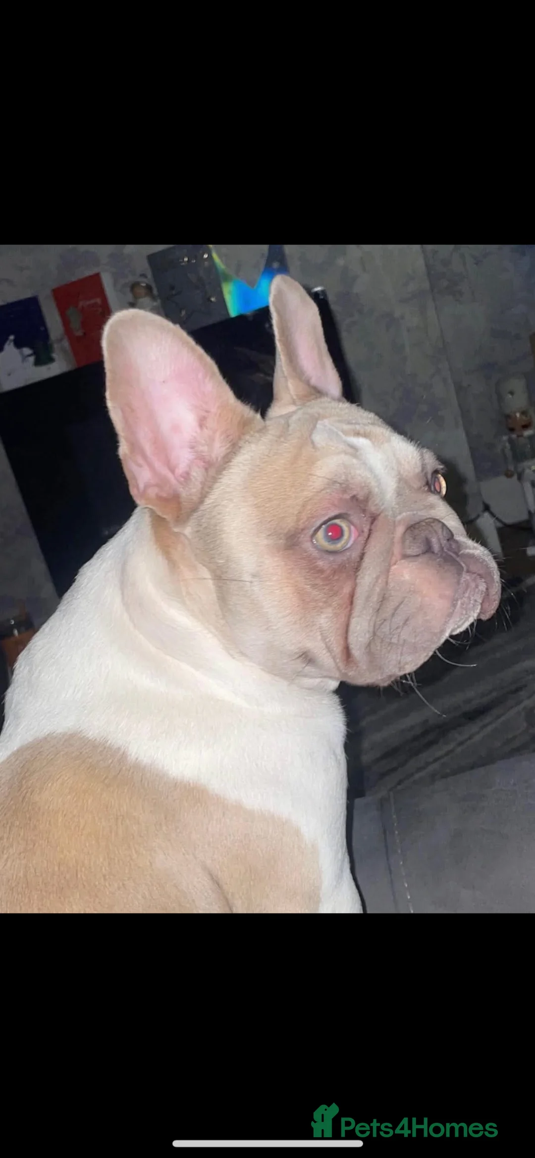 French Bulldog dogs for sale: 2 year old female French bulldog in Tamworth - Advert 2