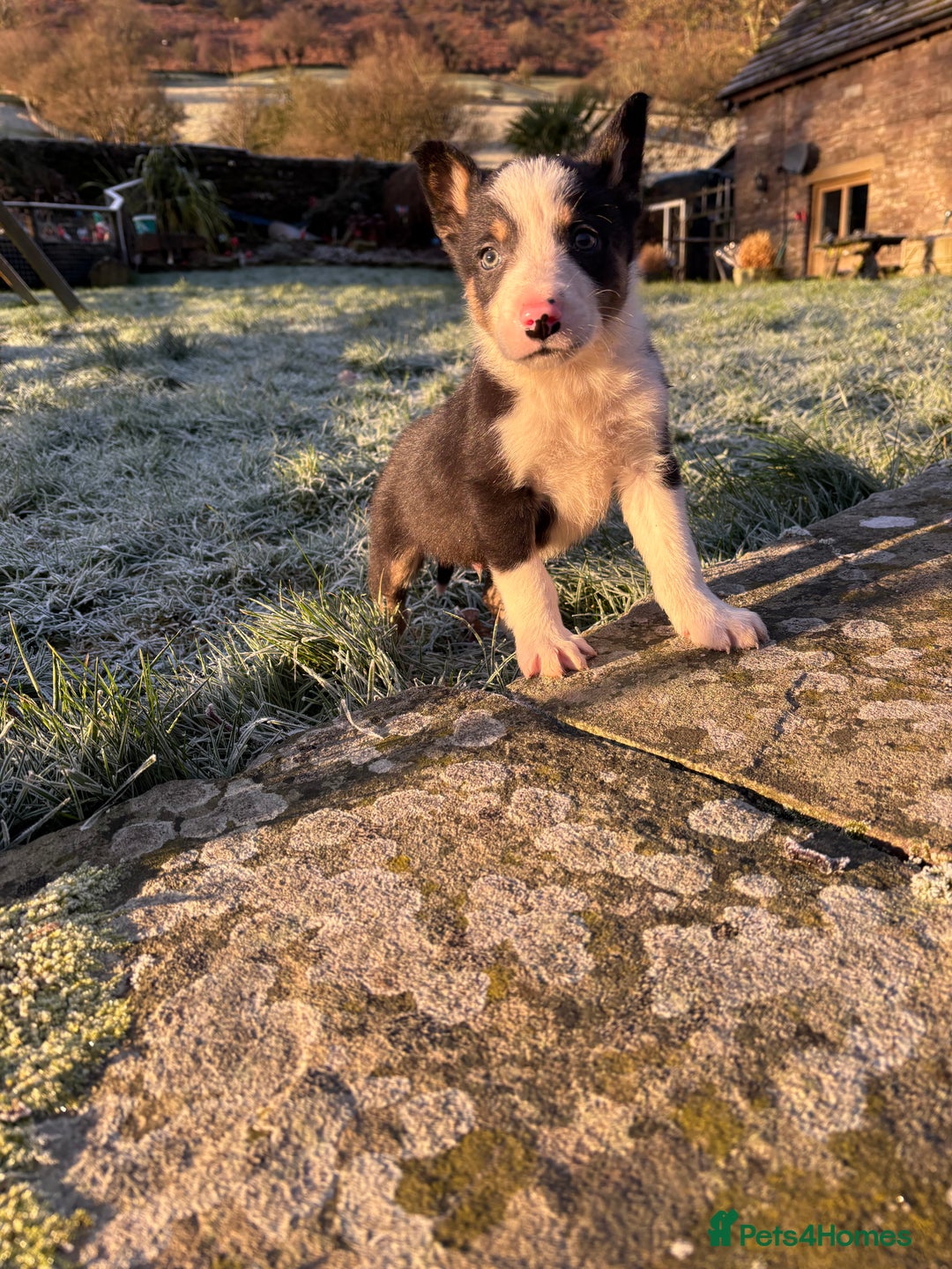 Border Collie dogs for sale: 4 Lovely bold collie dog pups - Advert 5