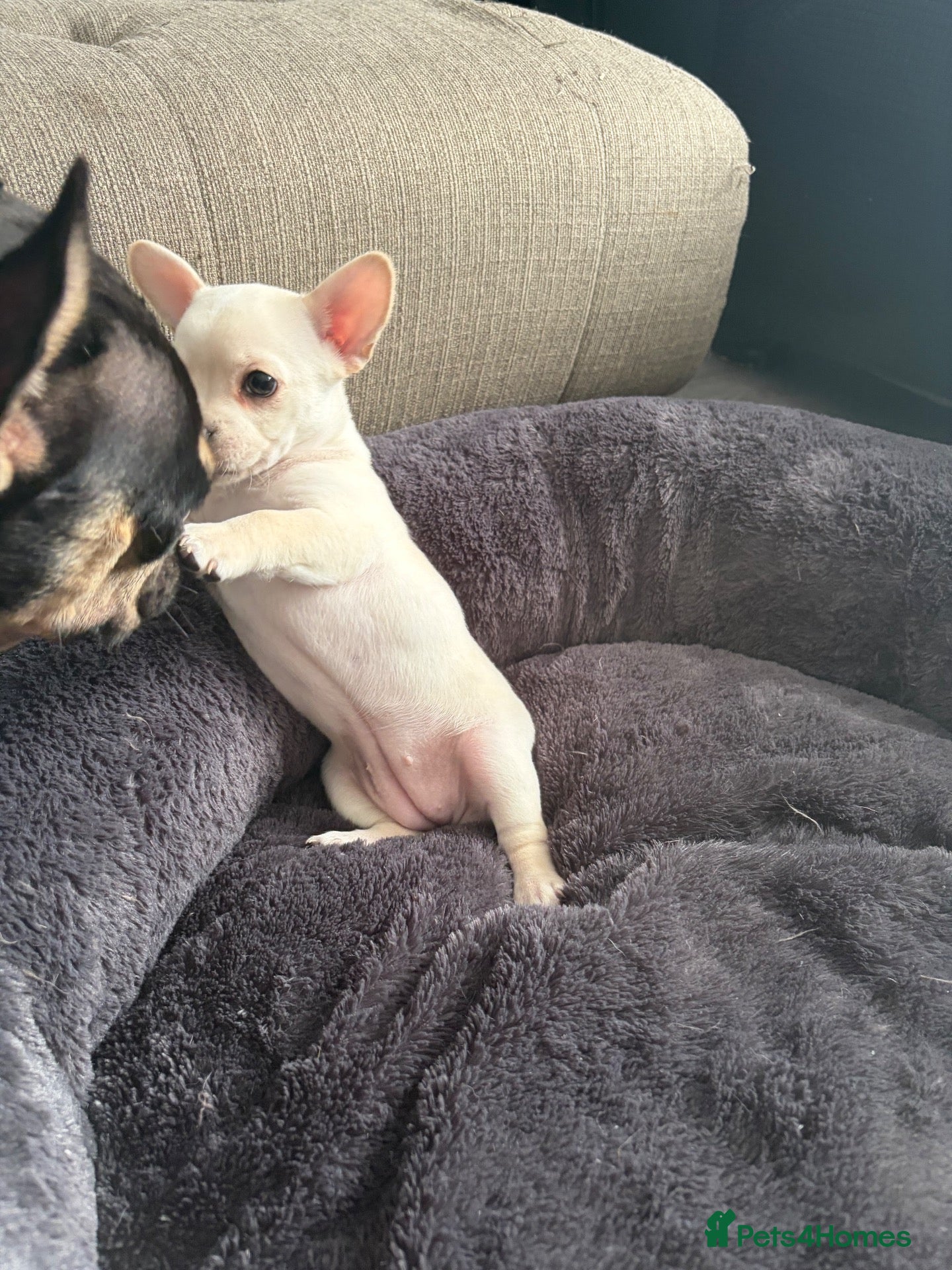 Mixed Breed dogs French bulldog x chihuahua babies  - Advert 17