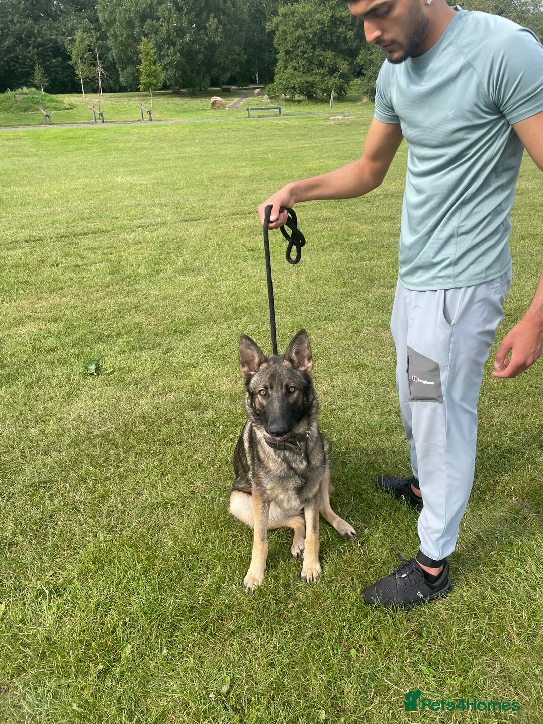 German Shepherd dogs for sale: 9m Female GSD - Image 1