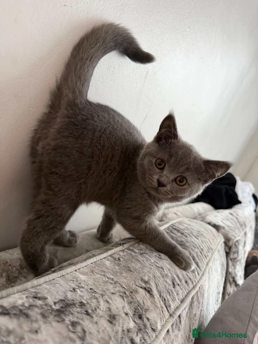 British Shorthair cats for sale: LAST TWO BRITISH SHORTHAIRS LEFT  - Advert 2
