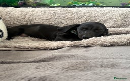 Dachshund dogs for sale: Dachshund puppy male - Advert 6