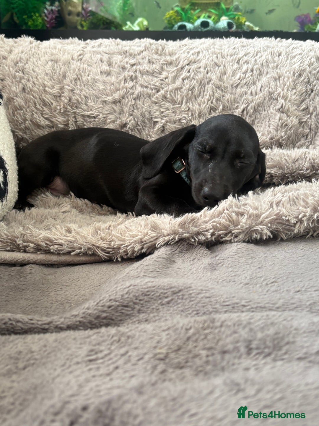 Dachshund dogs for sale: Dachshund puppy male - Advert 6