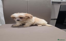 Cavachon dogs for sale: Cavachon puppies  - Advert 7