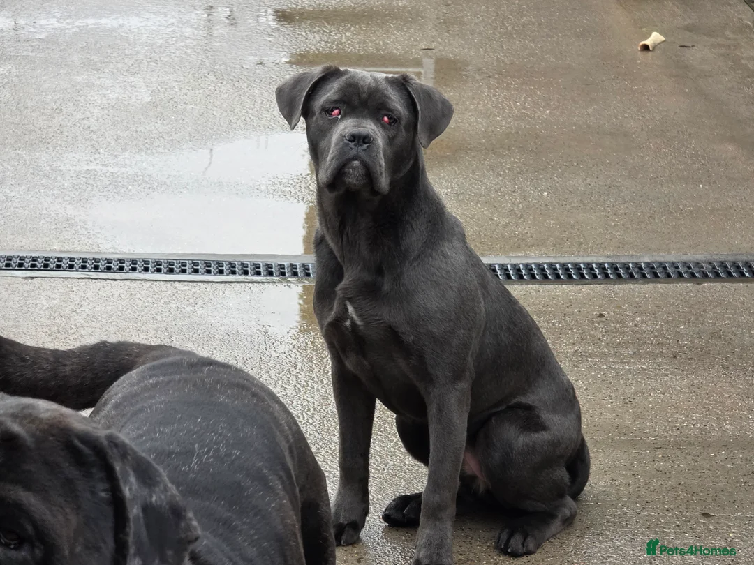 Cane Corso dogs for sale: BEAUTIFUL 7 MONTH OLD GREY FEMALE CANE CORSO - Advert 4