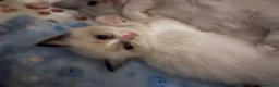 Ragdoll cats for sale: Beautiful baby girl ragdoll  in Liverpool - Advert 10