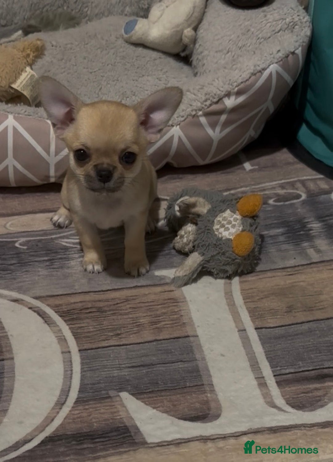 Chihuahua dogs for sale: Beautiful Chihuahua puppies. Two girls left  - Advert 27