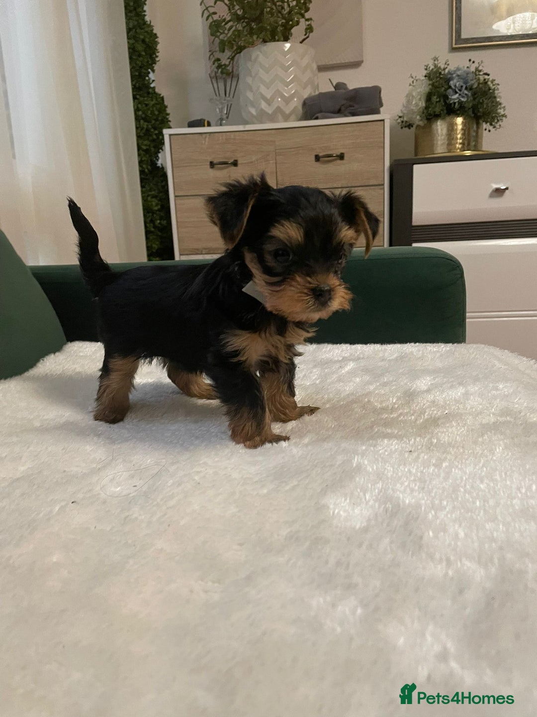 Yorkshire Terrier dogs for sale: ✨Four Adorable Yorkshire Terrier Puppies For Sale✨ - Advert 18