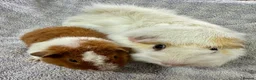 Guinea Pig rodents for sale: Gorgeous Pair Of Male Guinea Pigs  - Advert 2