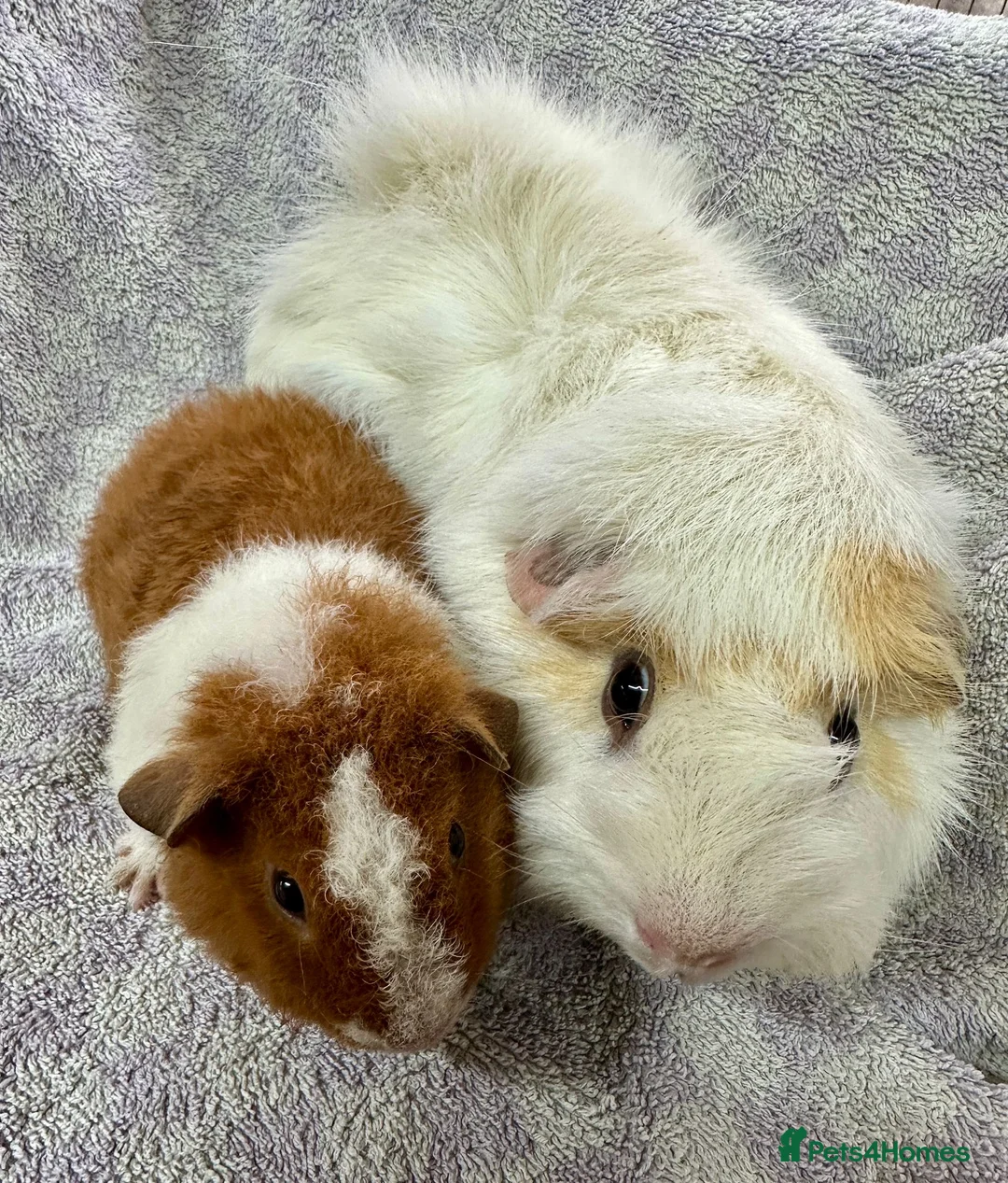 Guinea Pig rodents for sale: Gorgeous Pair Of Male Guinea Pigs  - Advert 2