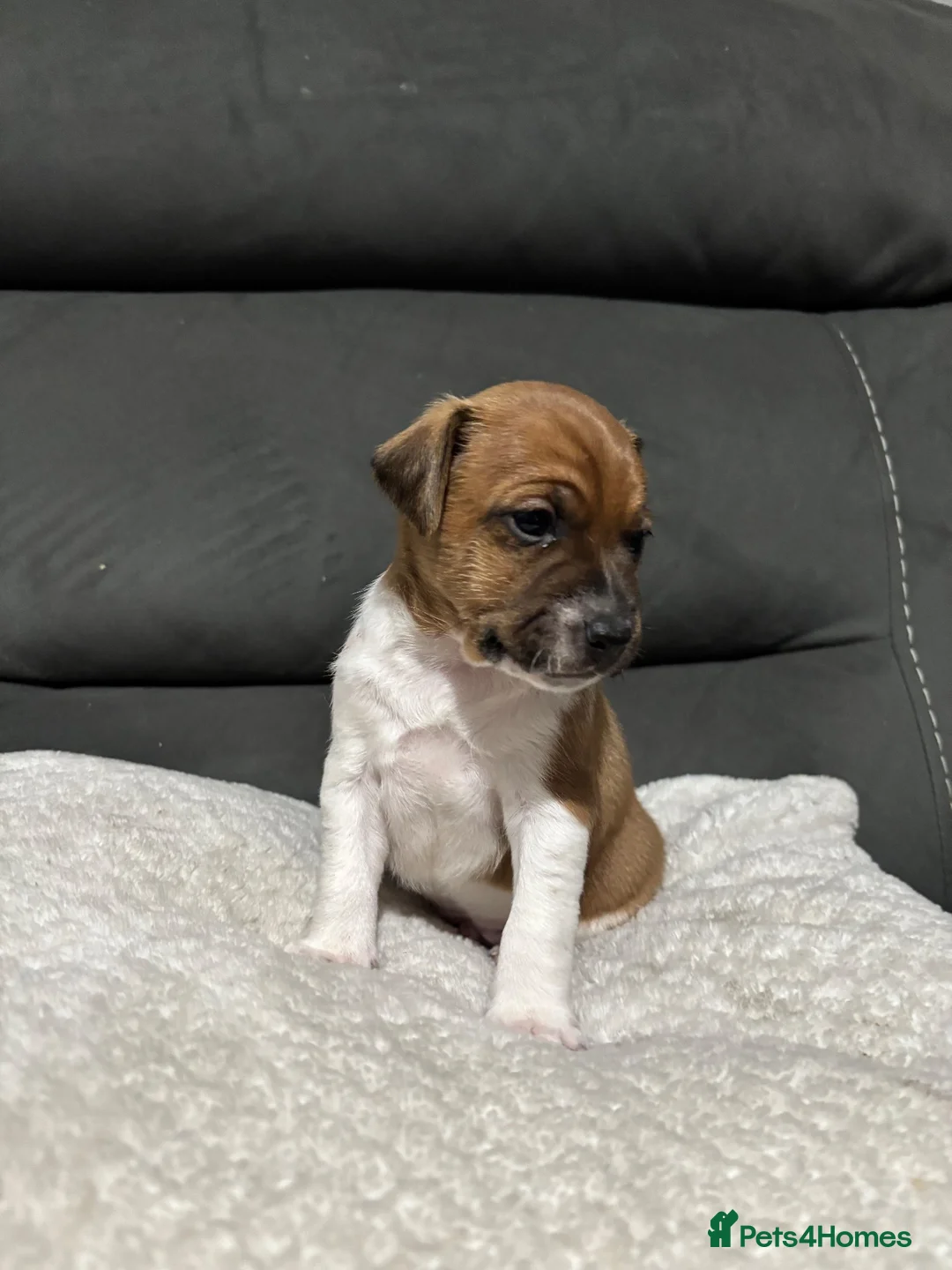 Plummer Terrier dogs for sale: Last two Plummer terrier puppies !! in Bradford - Advert 2