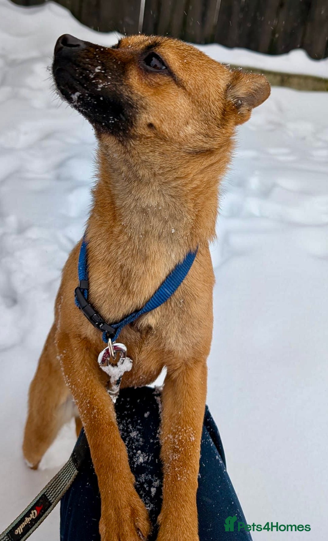 German Shepherd dogs for adoption: 🐾 RUDY – MINI German Shepard - Advert 3