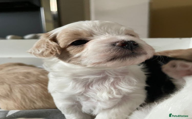 Maltipoo dogs - Advert 7