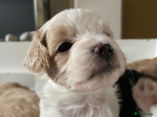 Maltipoo dogs - Advert 18